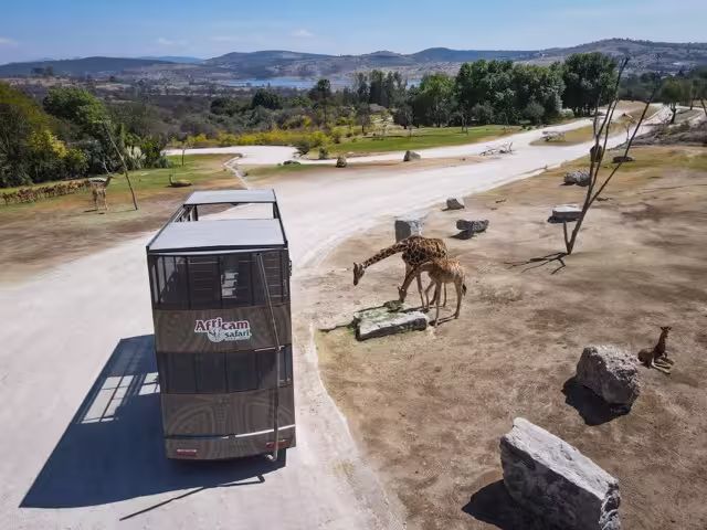 Africam Safari